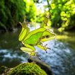 Frog stained resin window hangings