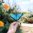 Blue moprho Butterfly stained glass window hangings