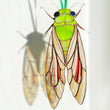 Cicada stained resin window hangings