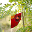 Red Cardinal Stained Glass Window Hangings